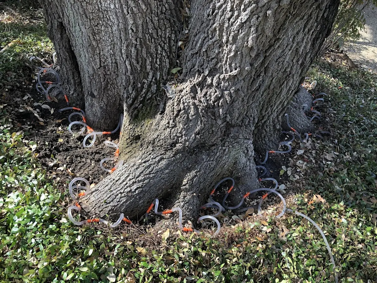 Detailed Tree Cabling and Bracing job site in Squaw Valley