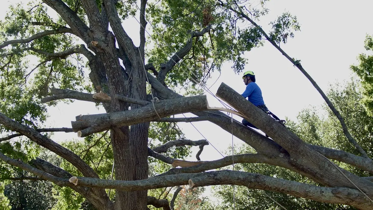 Professional Crown Thinning performed by certified arborists in Squaw Valley
